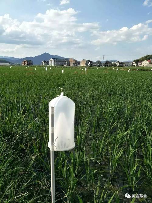 茅畲乡大力推广农作物病虫害生物防治技术